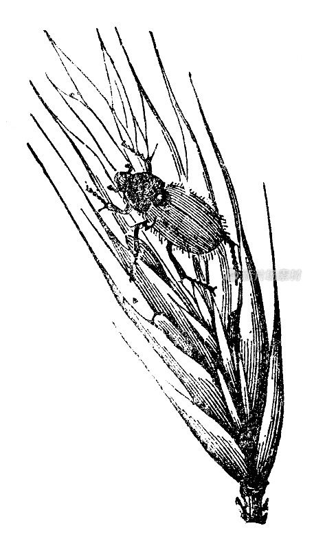 普通谷类叶甲虫昆虫(金龟子)- 19世纪